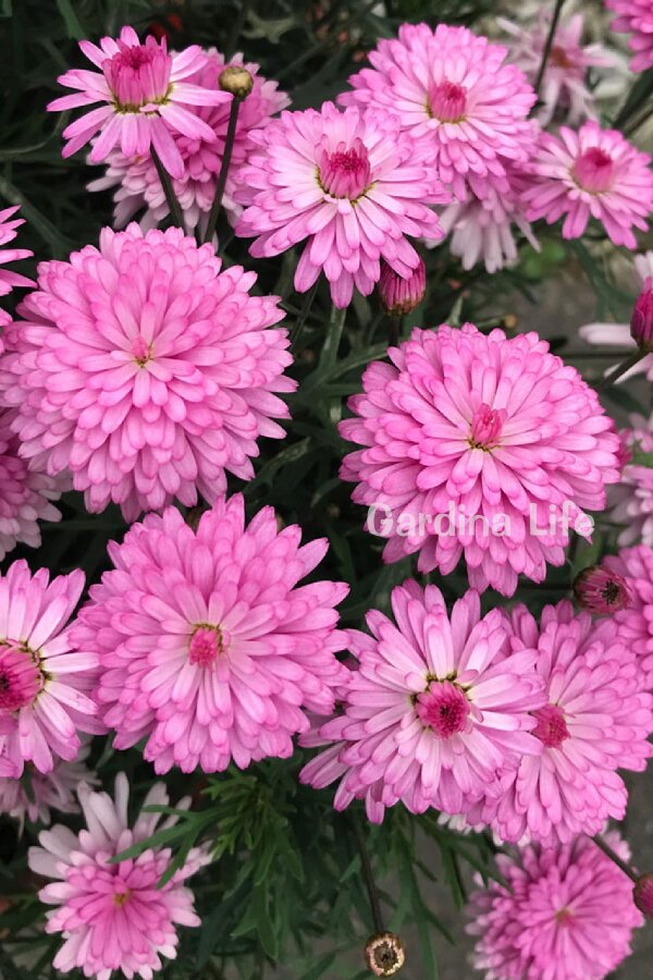 Çeşme Papatyası Fidesi   Pink ( Argyranthemum Frutescens ) - 4