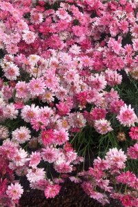 Çeşme Papatyası Fidesi   Pink ( Argyranthemum Frutescens ) - 5