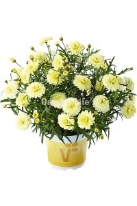 Çeşme Papatyası Fidesi   Primrose ( Argyranthemum Frutescens ) - 1