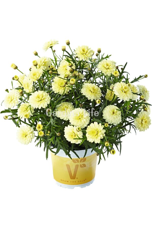 Çeşme Papatyası Fidesi   Primrose ( Argyranthemum Frutescens ) - 1