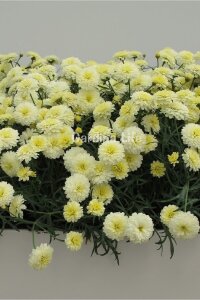 Çeşme Papatyası Fidesi   Primrose ( Argyranthemum Frutescens ) - 3