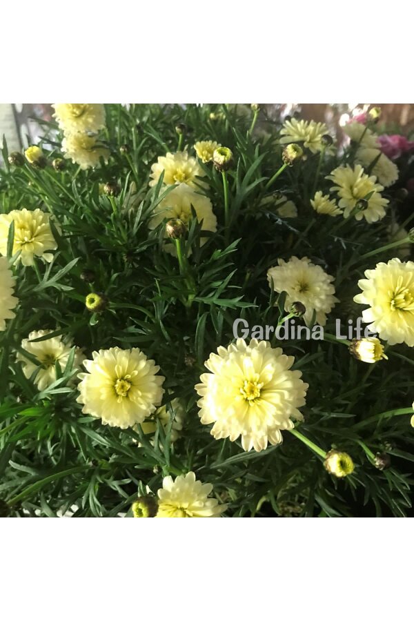 Çeşme Papatyası Fidesi   Primrose ( Argyranthemum Frutescens ) - 4