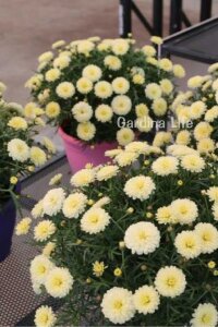 Çeşme Papatyası Fidesi   Primrose ( Argyranthemum Frutescens ) - 5