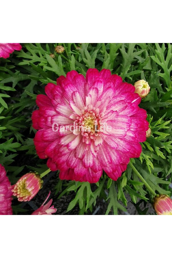 Çeşme Papatyası Fidesi   Strawberry Cream ( Argyranthemum Frutescens ) - 1