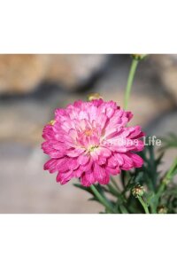 Çeşme Papatyası Fidesi   Strawberry Cream ( Argyranthemum Frutescens ) - 4