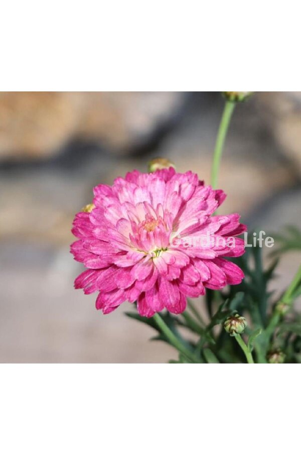 Çeşme Papatyası Fidesi   Strawberry Cream ( Argyranthemum Frutescens ) - 4