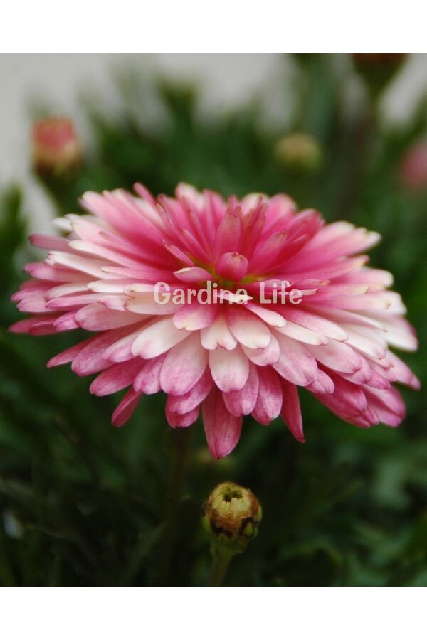 Çeşme Papatyası Fidesi   Strawberry Cream ( Argyranthemum Frutescens ) - 3