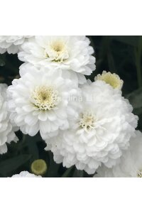 Çeşme Papatyası Fidesi   White ( Argyranthemum Frutescens ) - 1