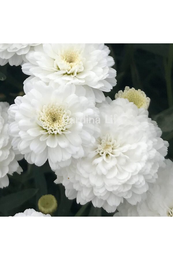 Çeşme Papatyası Fidesi   White ( Argyranthemum Frutescens ) - 1