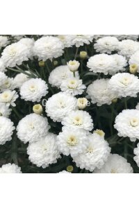 Çeşme Papatyası Fidesi   White ( Argyranthemum Frutescens ) - 3