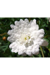 Çeşme Papatyası Fidesi   White ( Argyranthemum Frutescens ) - 4