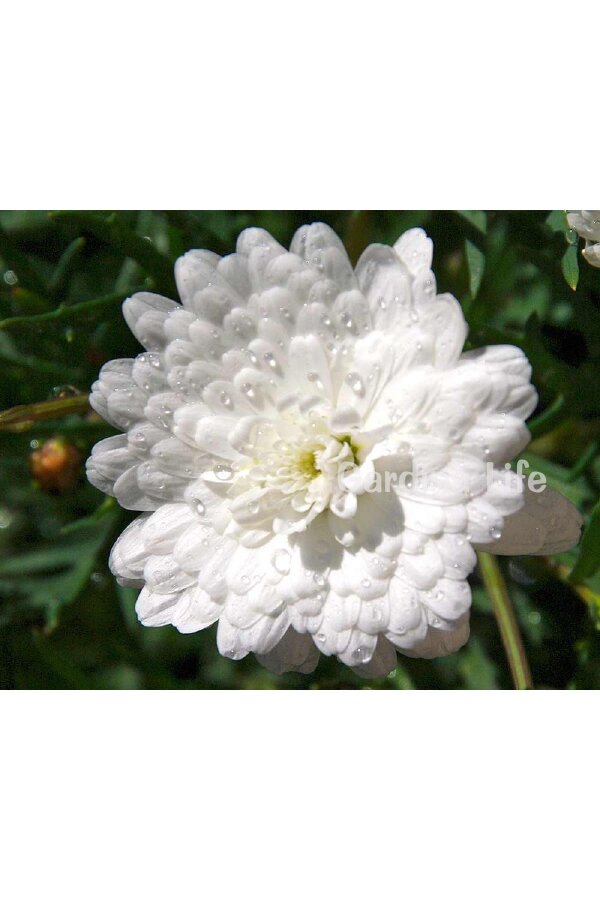 Çeşme Papatyası Fidesi   White ( Argyranthemum Frutescens ) - 4