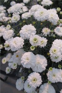 Çeşme Papatyası Fidesi   White ( Argyranthemum Frutescens ) - 5