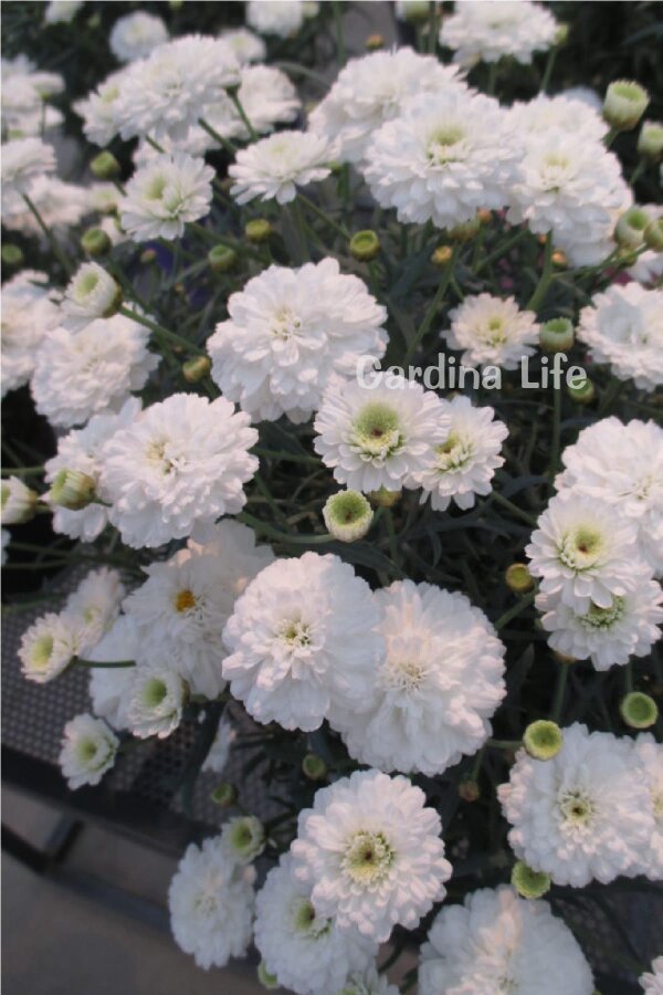 Çeşme Papatyası Fidesi   White ( Argyranthemum Frutescens ) - 5