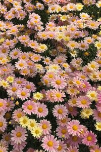 Çeşme Papatyası Fidesi  Lemon & Pink ( Argyranthemum Frutescens ) - 1