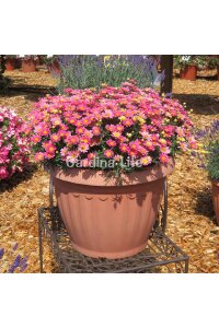 Çeşme Papatyası Fidesi  Lemon & Pink ( Argyranthemum Frutescens ) - 3