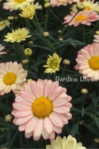 Çeşme Papatyası Fidesi  Lemon & Pink ( Argyranthemum Frutescens ) - 4