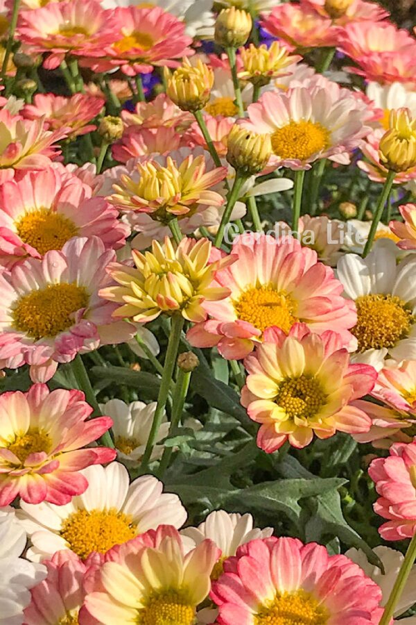 Çeşme Papatyası Fidesi  Lemon & Pink ( Argyranthemum Frutescens ) - 5