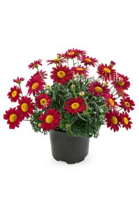 Çeşme Papatyası Fidesi  Red ( Argyranthemum Frutescens ) - 1