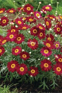 Çeşme Papatyası Fidesi  Red ( Argyranthemum Frutescens ) - 3