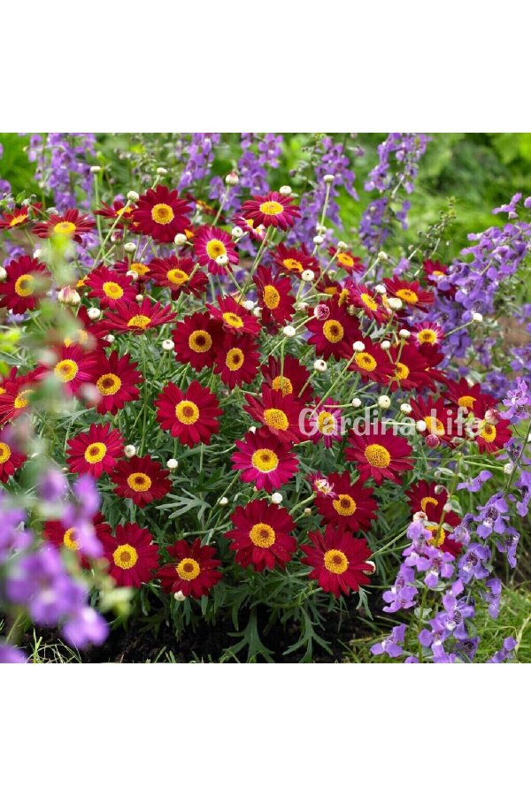 Çeşme Papatyası Fidesi  Red ( Argyranthemum Frutescens ) - 4