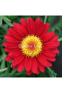 Çeşme Papatyası Fidesi  Red ( Argyranthemum Frutescens ) - 5