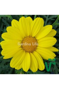 Çeşme Papatyası Fidesi  Yellow ( Argyranthemum Frutescens ) - 1