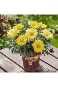 Çeşme Papatyası Fidesi  Yellow ( Argyranthemum Frutescens ) - 3