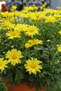 Çeşme Papatyası Fidesi  Yellow ( Argyranthemum Frutescens ) - 4