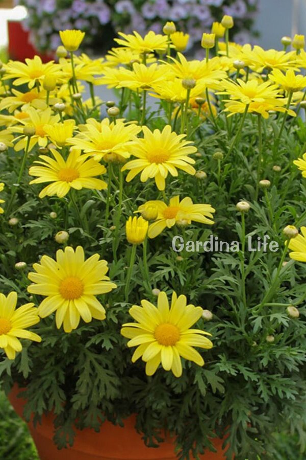 Çeşme Papatyası Fidesi  Yellow ( Argyranthemum Frutescens ) - 4