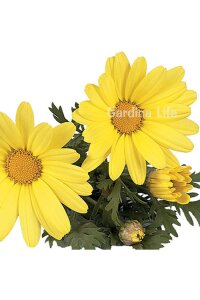 Çeşme Papatyası Fidesi  Yellow ( Argyranthemum Frutescens ) - 5