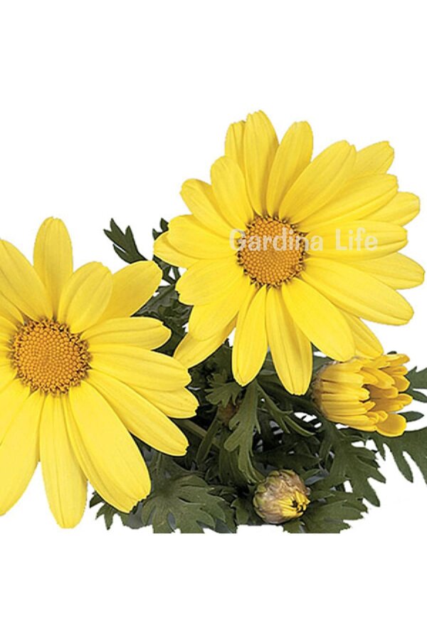 Çeşme Papatyası Fidesi  Yellow ( Argyranthemum Frutescens ) - 5