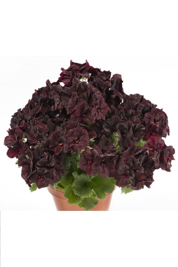 Ceylan Gözü Sardunya Fidesi Canan Sardunya Black Velvet 