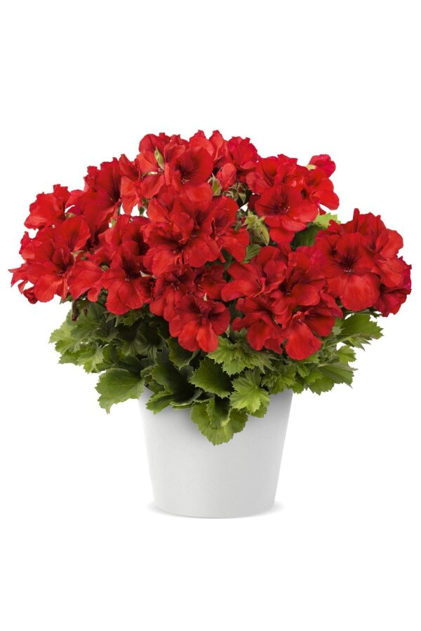 Ceylan Gözü Sardunya Fidesi Canan Sardunya Bright Red 