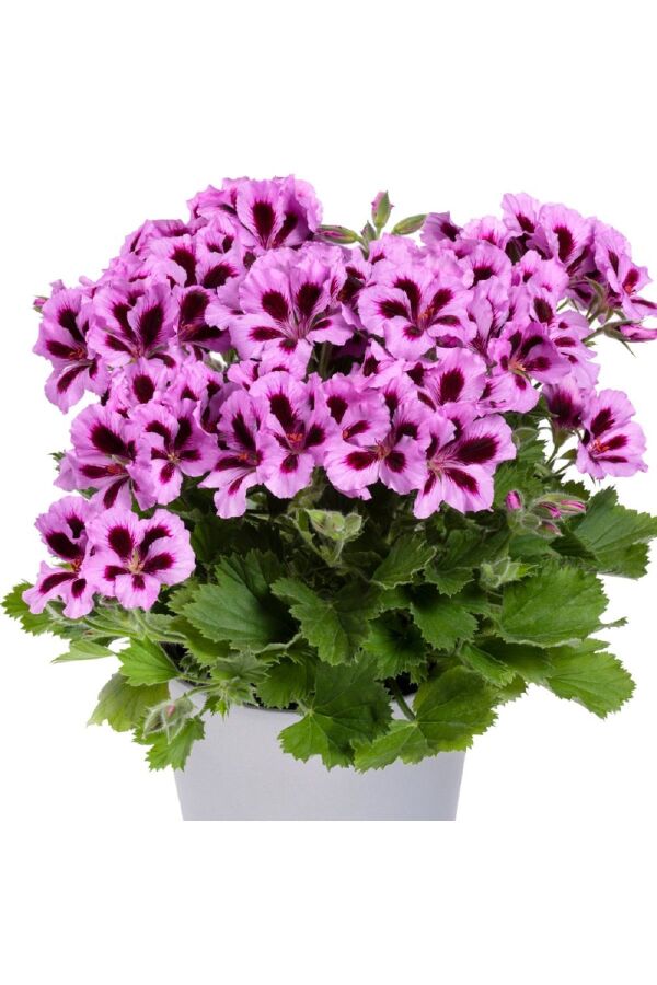 Ceylan Gözü Sardunya Fidesi Canan Sardunya Lilac Purple 