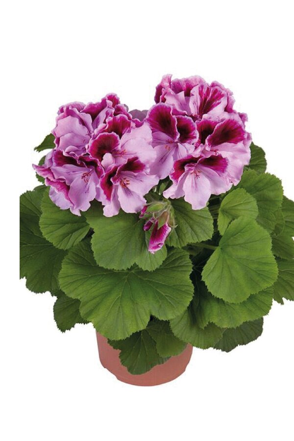 Ceylan Gözü Sardunya Fidesi Canan Sardunya Orchid 