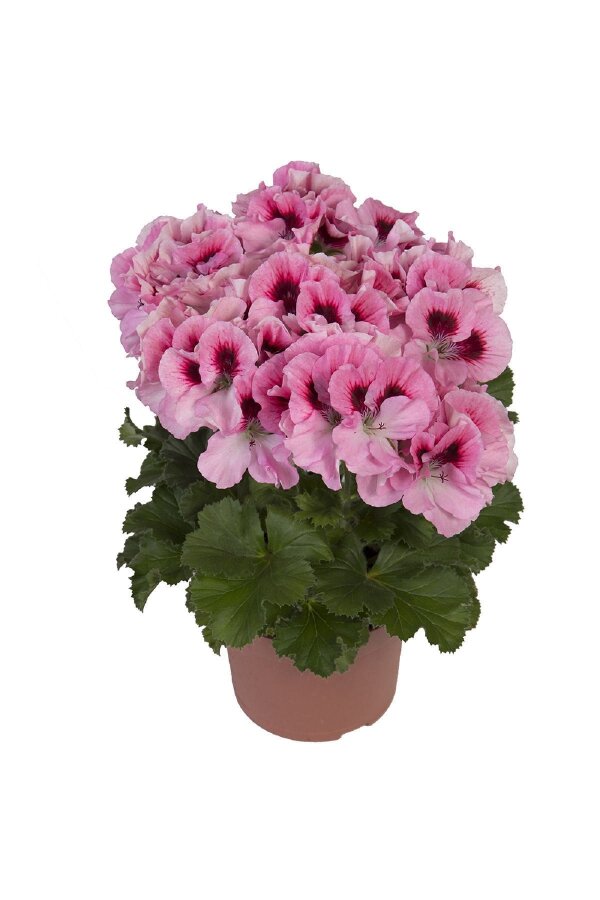 Ceylan Gözü Sardunya Fidesi Canan Sardunya Pink 