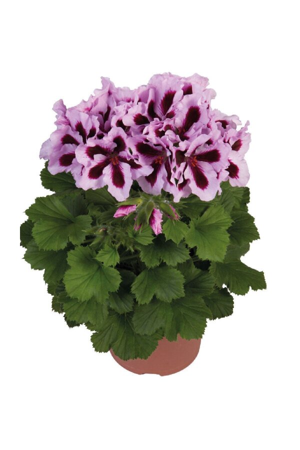 Ceylan Gözü Sardunya Fidesi Canan Sardunya Purple Stripes 