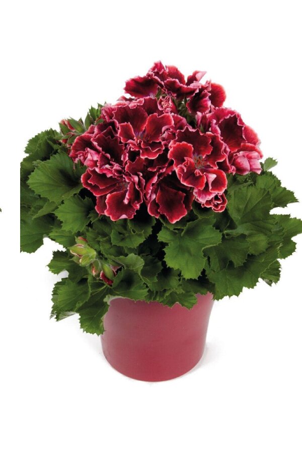 Ceylan Gözü Sardunya Fidesi Canan Sardunya Red Beauty 