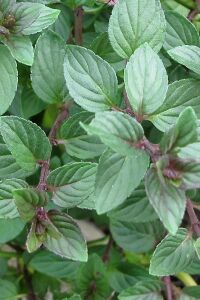 Çikolata Nane Fidesi ( Mentha Piperata F. Citrata ) Chocolate  - 1