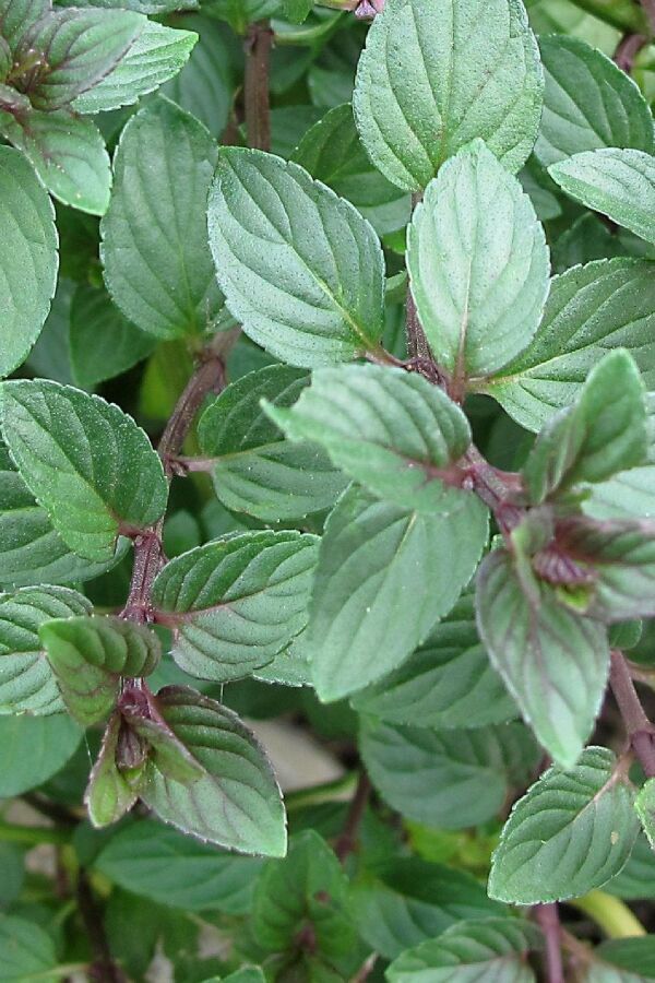 Çikolata Nane Fidesi ( Mentha Piperata F. Citrata ) Chocolate 