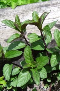 Çikolata Nane Fidesi ( Mentha Piperata F. Citrata ) Chocolate  - 2