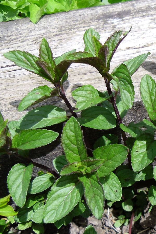 Çikolata Nane Fidesi ( Mentha Piperata F. Citrata ) Chocolate  - 2