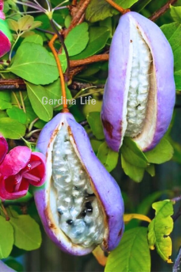 Çikolata Sarmaşığı Fidesi  ( Akebia Quinata ) - 1