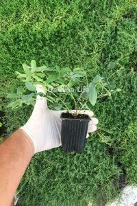 Çikolata Sarmaşığı Fidesi  ( Akebia Quinata ) - 2