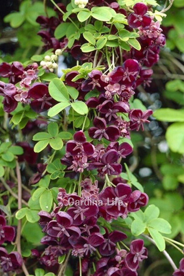 Çikolata Sarmaşığı Fidesi  ( Akebia Quinata ) - 3