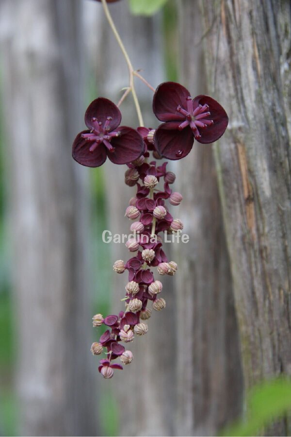 Çikolata Sarmaşığı Fidesi  ( Akebia Quinata ) - 5