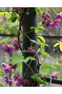 Çikolata Sarmaşığı Fidesi  ( Akebia Quinata ) - 6