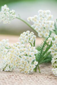 Civan Perçemi Fidesi ( Achillea Mileffolium )  - 1