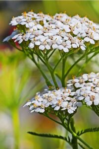 Civan Perçemi Fidesi ( Achillea Mileffolium )  - 3
